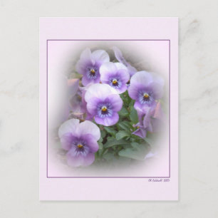 Postal Pastel Pansies