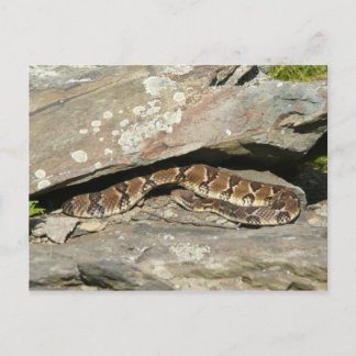 Postal Pastelería en el Parque Nacional de Shenandoah