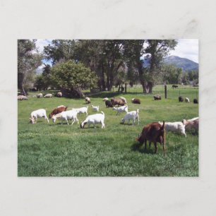 Postal Pasto de cabras