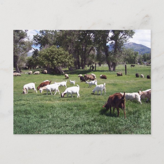 Postal Pasto de cabras (Anverso)