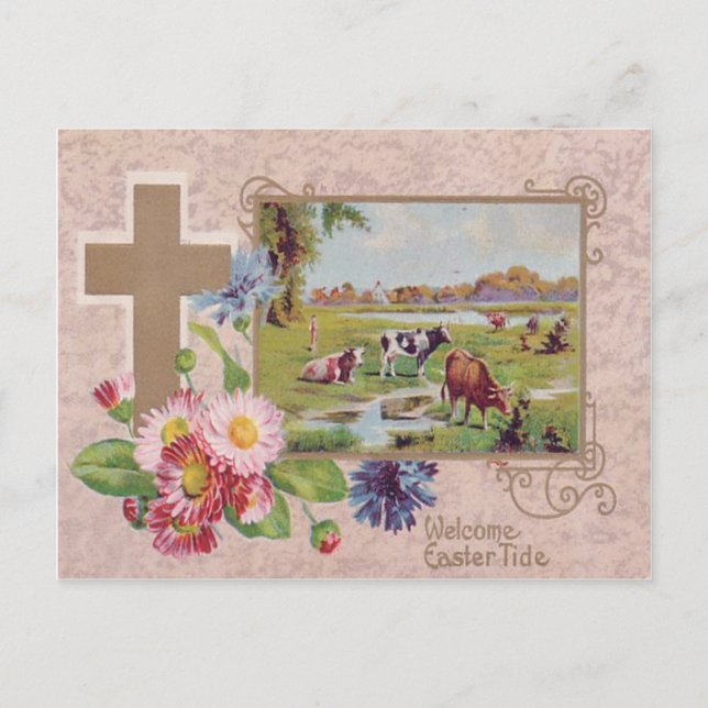 Postal Pasto de vaca cruzada cristiana (Anverso)