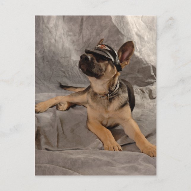 Postal Pastor alemán (Anverso)