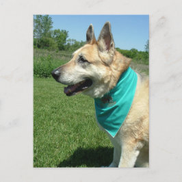 Postal Pastor alemán