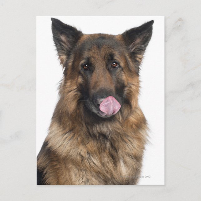 Postal Pastor alemán (Anverso)
