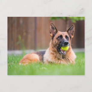 Postal Pastor Alemán Con Pelota De Tenis