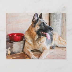 Postal Pastor Alemán Descansando Junto a un Recipiente de