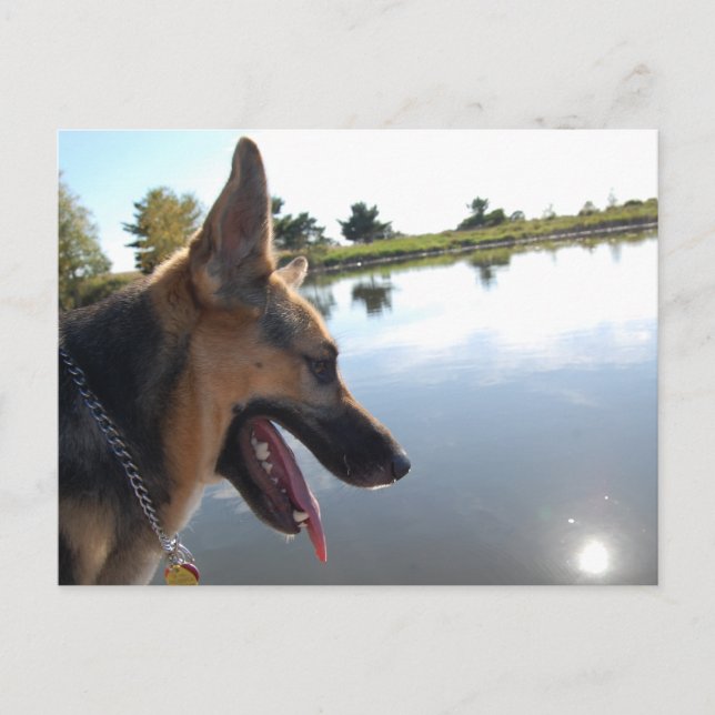 Postal Pastor alemán/Disfrutando de la vista (Anverso)