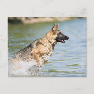 Postal Pastor alemán salta al agua