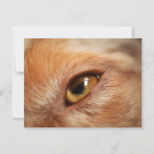 Postal Pastor americano en miniatura Red Merle Eye