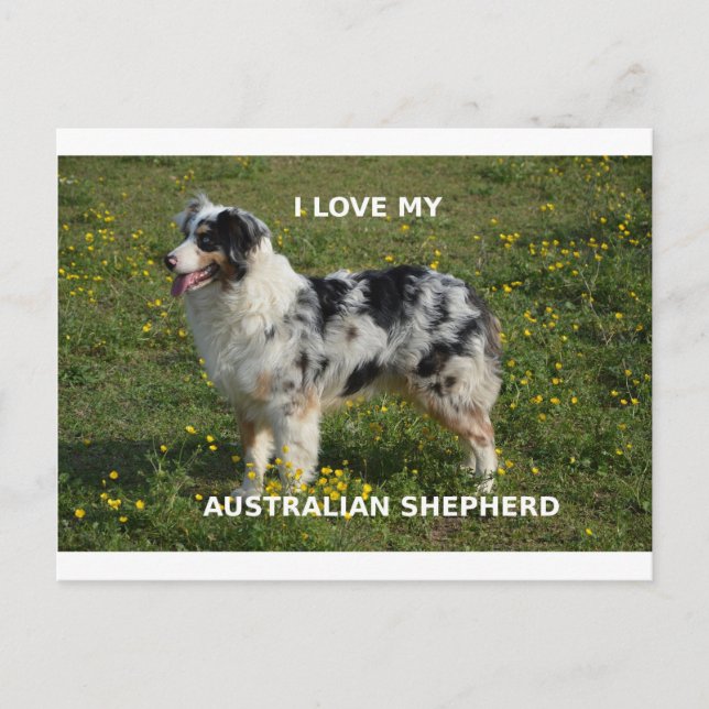 Postal pastor australiano azul merle love w pic (Anverso)