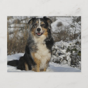Postal pastor australiano en nieve 2.png