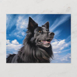 Postal Pastor belga Groenendael