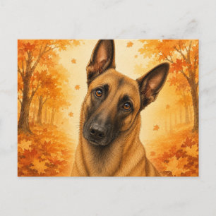 Postal Pastor Belga Malinois Otoño Bosque Perro