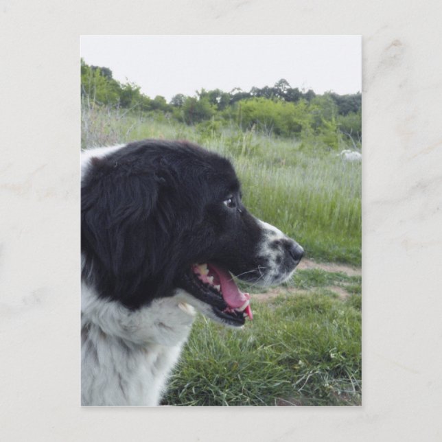 Postal Pastor búlgaro (Anverso)