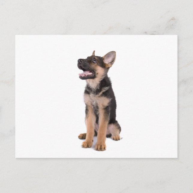 Postal pastor cachorro alemán (Anverso)