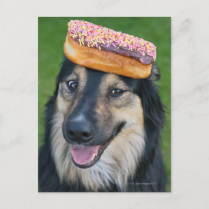 Postal Pastor de raza mixta con donut en la cabeza