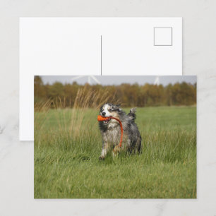 Postal Pastor norteamericano en miniatura Blue Merle w To