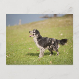 Postal Pastor pirenaico en alerta espera