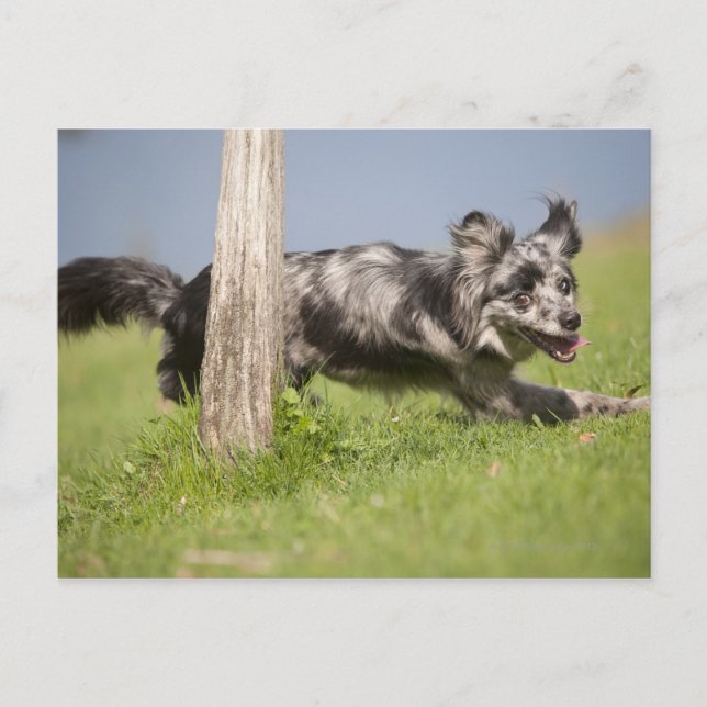 Postal Pastor pirenaico recorre el polo (Anverso)