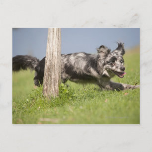 Postal Pastor pirenaico recorre el polo