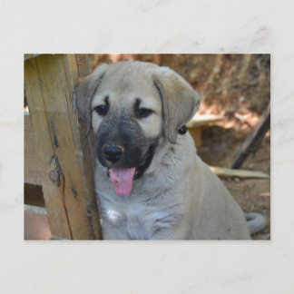 Postal Pastor turco Kangal Puppy