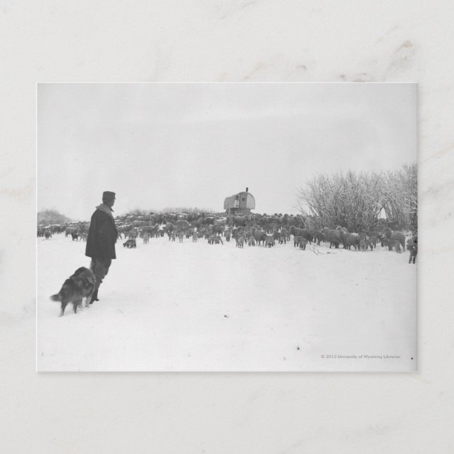 Postal Pastor y perro en el campamento de ovejas (Anverso)