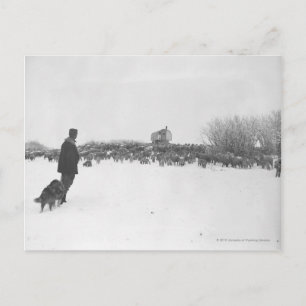 Postal Pastor y perro en el campamento de ovejas