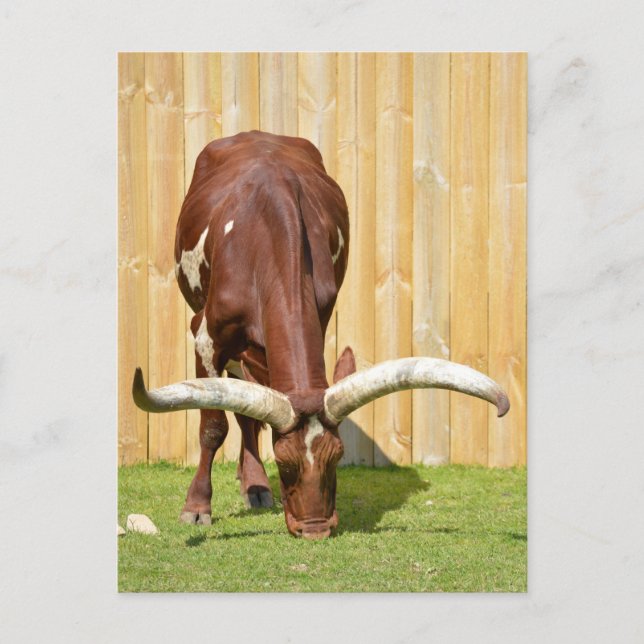Postal Pastoreo de Ankole-Watusi (Anverso)