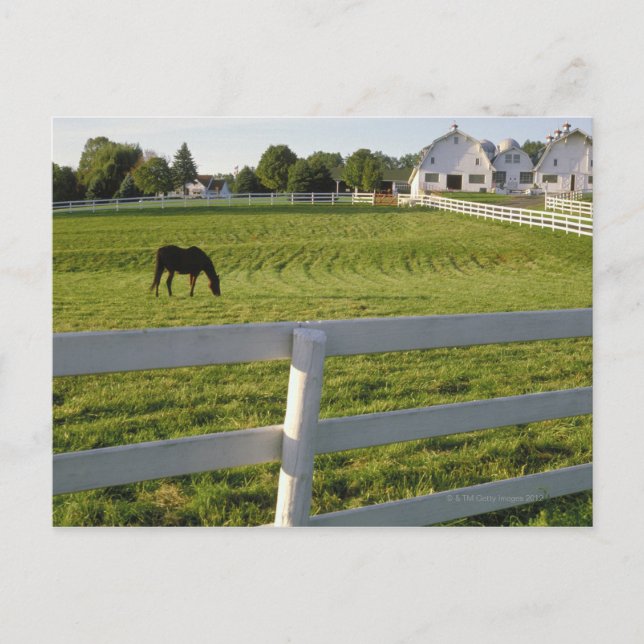 Postal Pastoreo de caballos en la granja (Anverso)