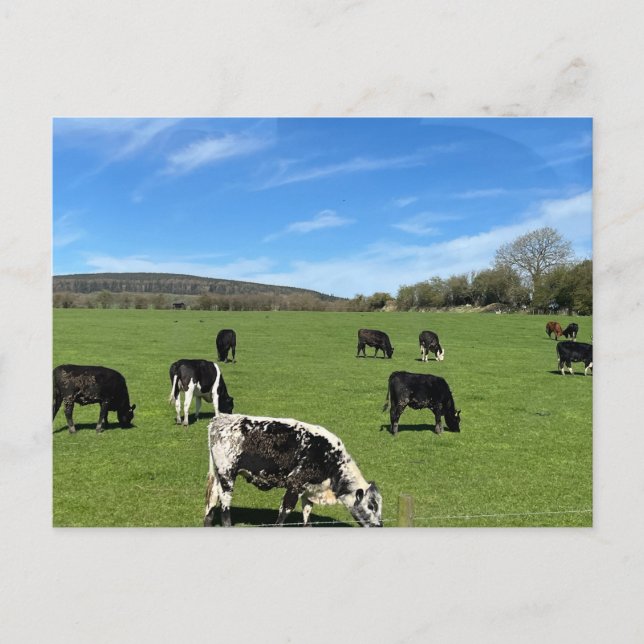 Postal Pastoreo de ganado en campos verdes en Irlanda (Anverso)