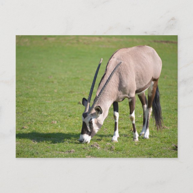 Postal Pastoreo de Gemsbok (Anverso)