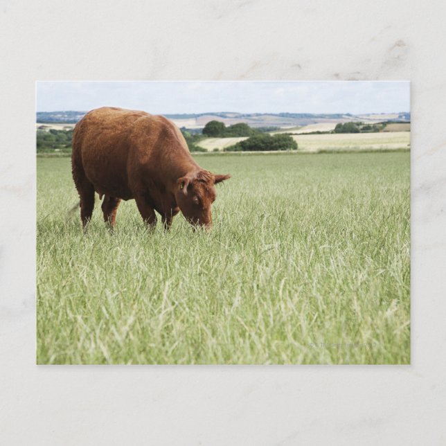 Postal Pastoreo de vacas en praderas (Anverso)