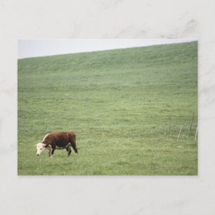 Postal Pastoreo de vacas en praderas, Nueva Escocia, Cana