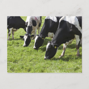 Postal Pastoreo de vacas lecheras en pastos