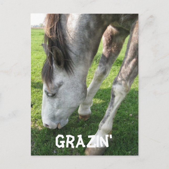 Postal pastoreo, Grazin' (Anverso)