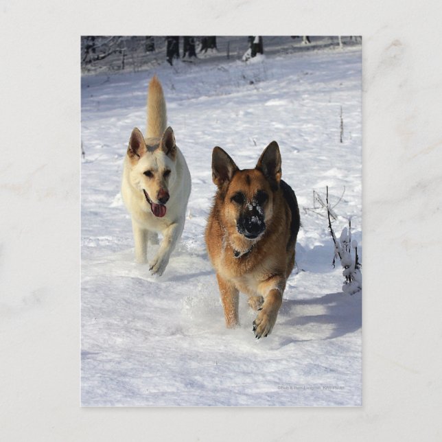 Postal Pastores alemanes corriendo en la nieve (Anverso)