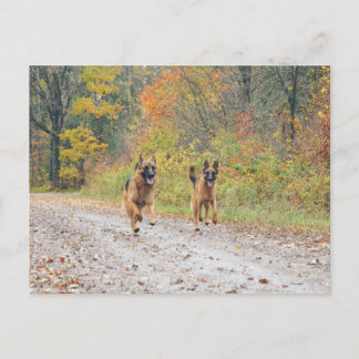 Postal Pastores gemelos alemanes en hojas de otoño