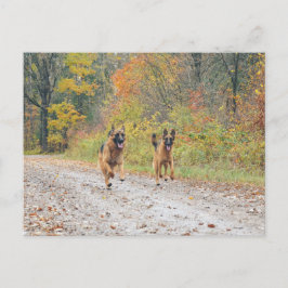 Postal Pastores gemelos alemanes en hojas de otoño