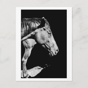 Postal pata de caballo cabeza