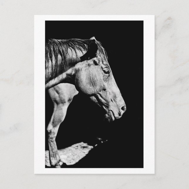 Postal pata de caballo cabeza (Anverso)