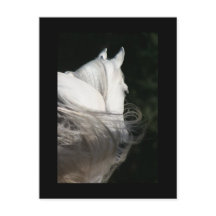 Patada de caballos de Arabia