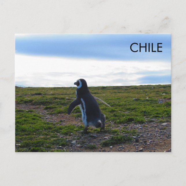 Postal Patagonia Chile Penguin (Anverso)