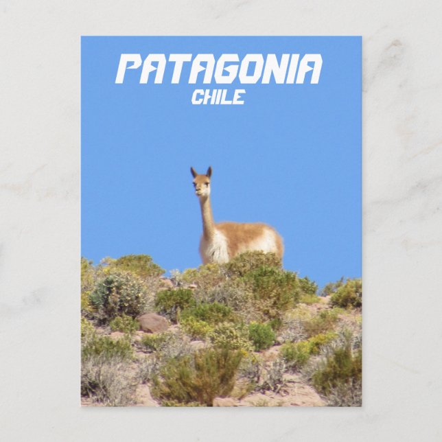 Postal Patagonia Vicuna, Chile Postcard - Vertical (Anverso)