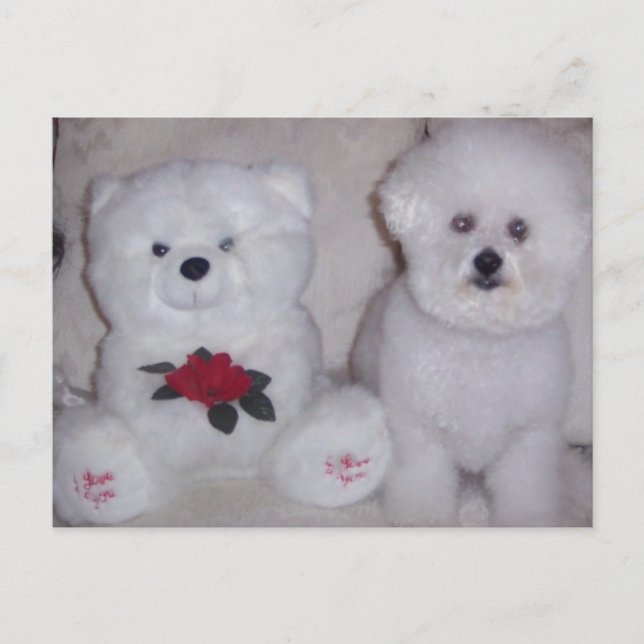 Postal Patatas de Bichon con oso de peluche blanco. (Anverso)