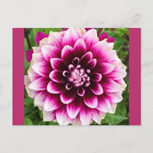 Postal Patches Dahlia (Anverso)