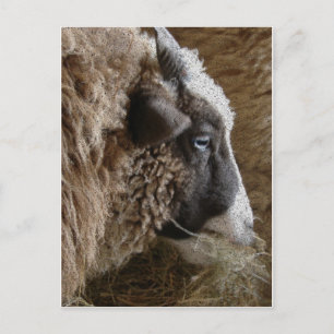 Postal Patchwork Amy