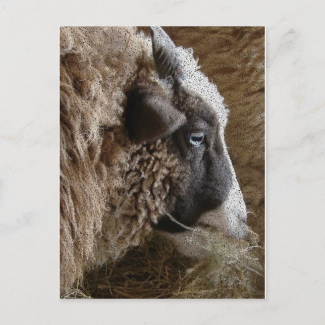 Postal Patchwork Amy (Anverso)