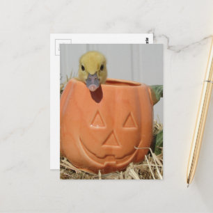 Postal Patito Adorable en una Calabaza
