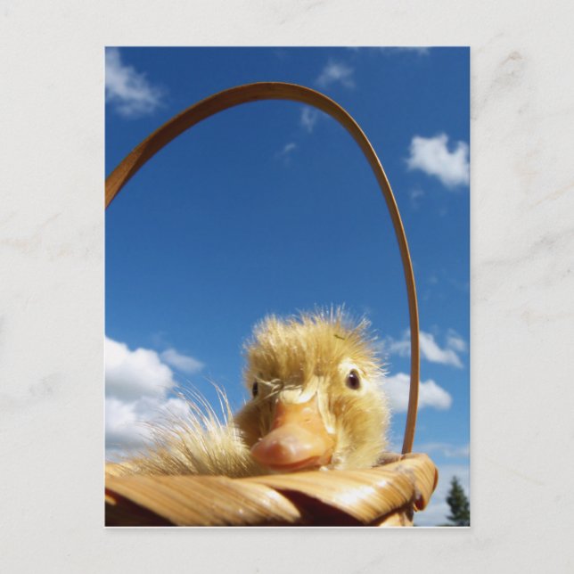 Postal patito pequeño (Anverso)