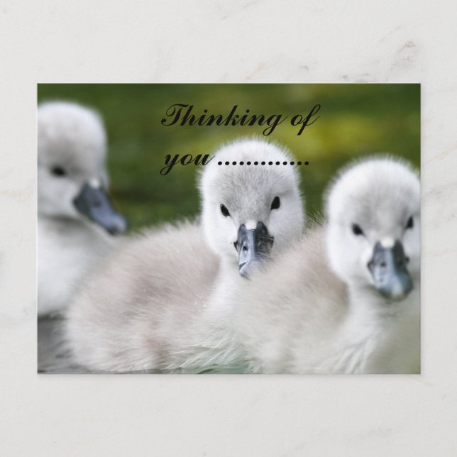 Postal patitos (Anverso)